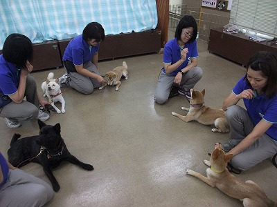第三回　ＤＯＧＬＹ日本犬会議
