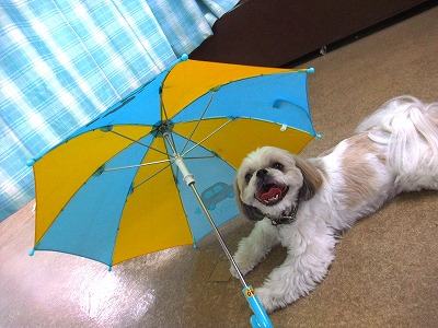 ☆傘を差して☆
