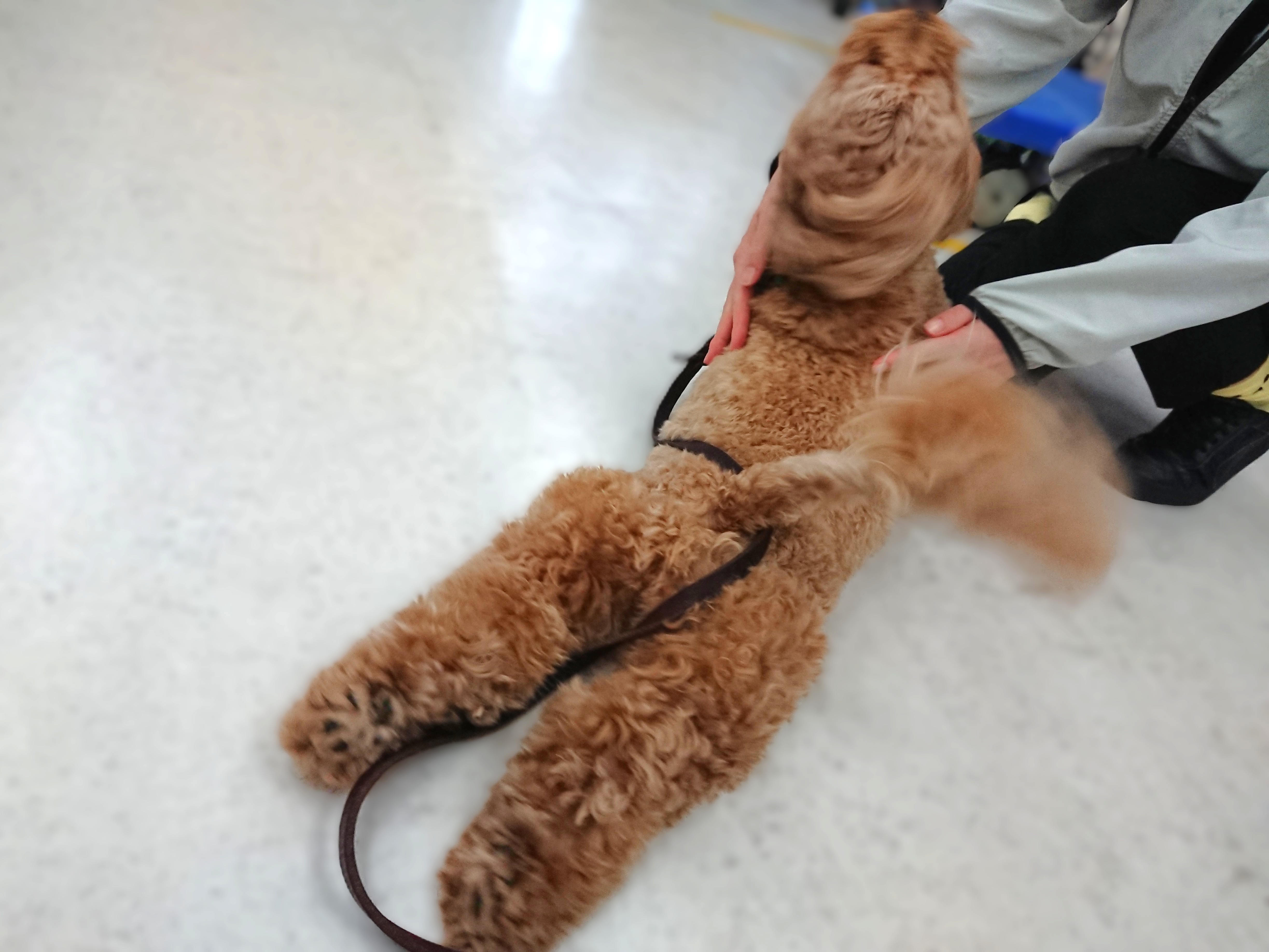 ぶんぶんぶん🐕