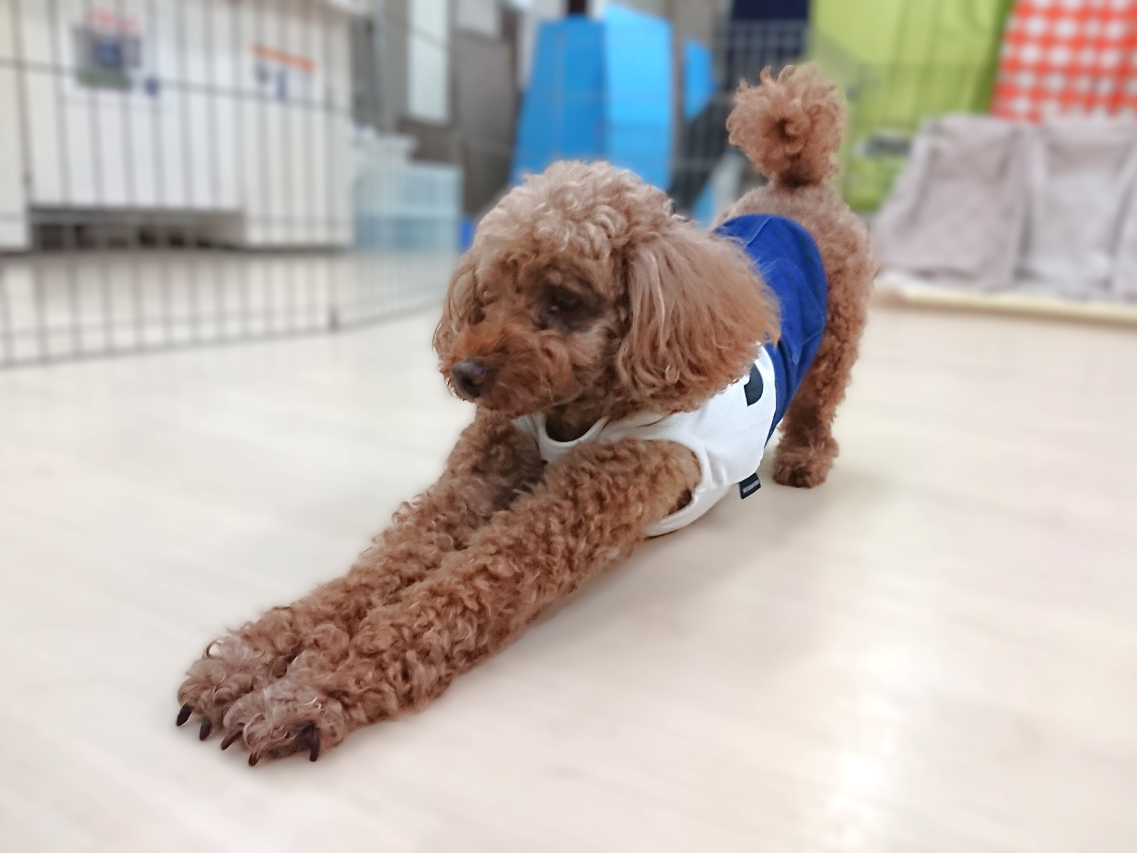 美脚🐕💖