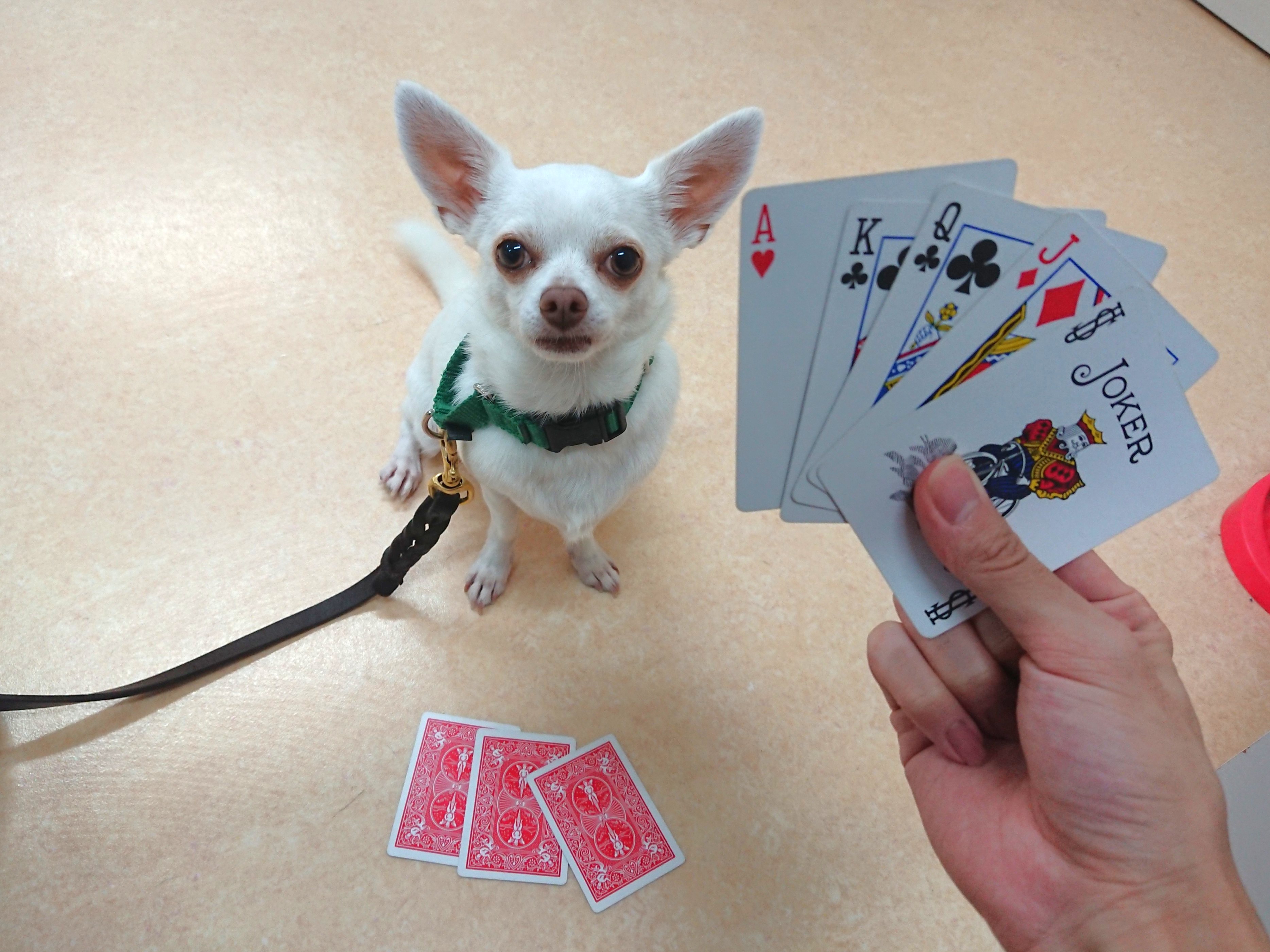 真剣勝負♠♥♣♦