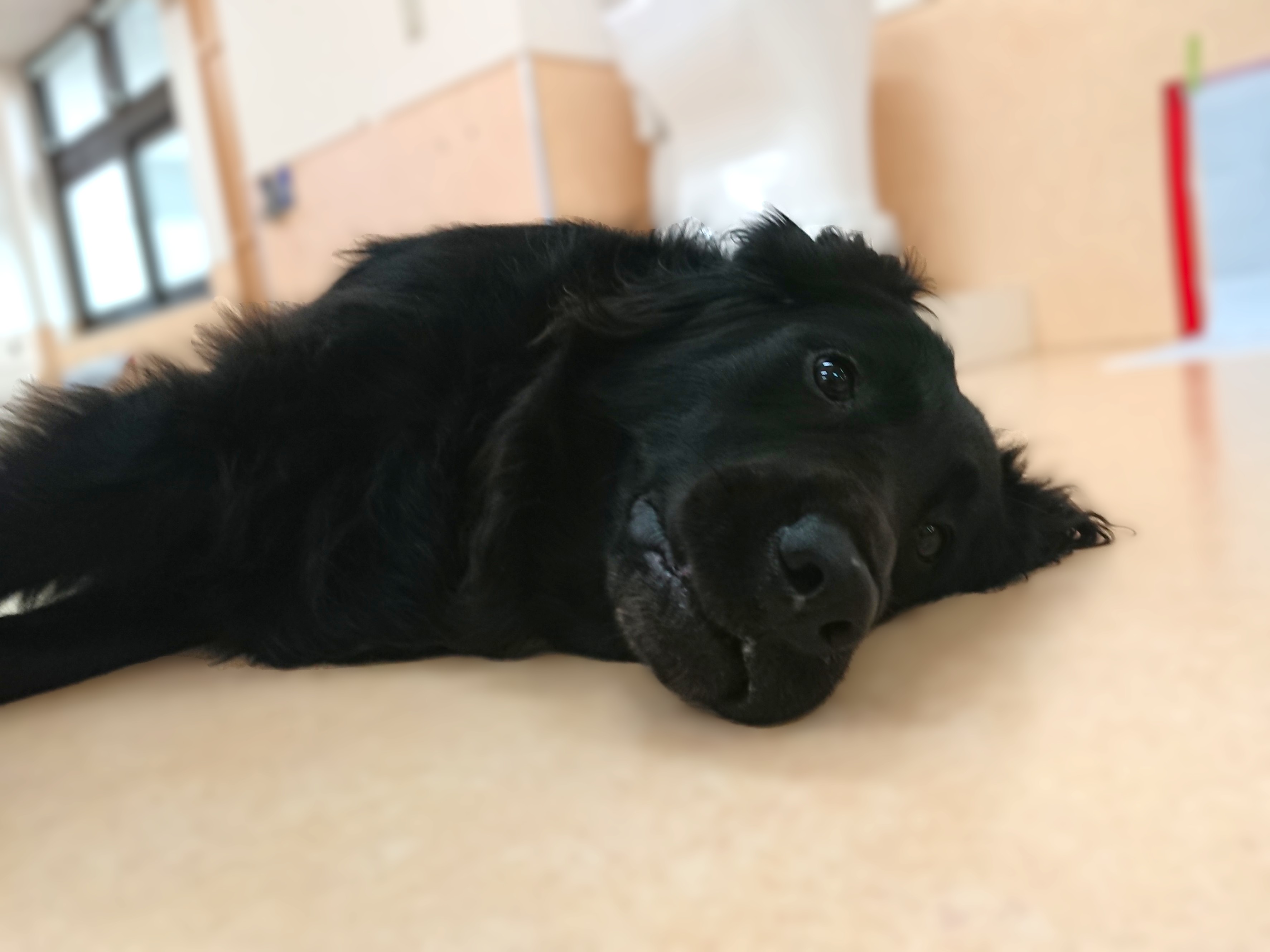ごろんごろん🐕