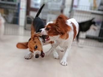 負けないわ！！！