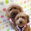 メル、モコ