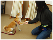 グループしつけ教室の様子。飼主さんとお手の練習