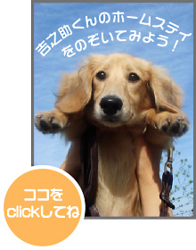 吉之助くんのホームステイ（お預かり訓練）日記