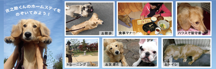 吉之助くんのホームステイトレーニングをのぞいてみよう