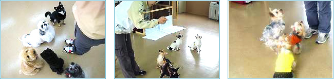 他の犬が居てもきちんと先生に集中するトレーニング