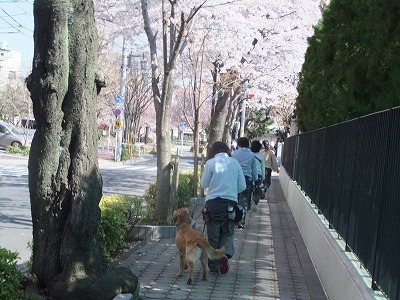 桜並木を行く。
