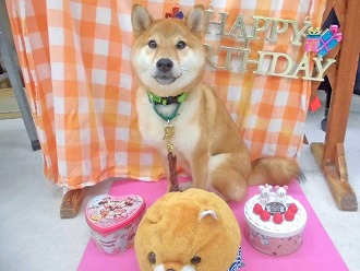1歳のお誕生日おめでとう(^O^)