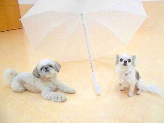 相合傘！愛合傘！