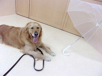 傘慣れ練習！