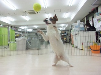 ボール！！！