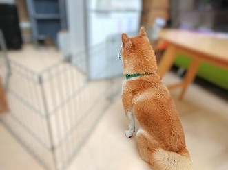 忠犬コロちゃん