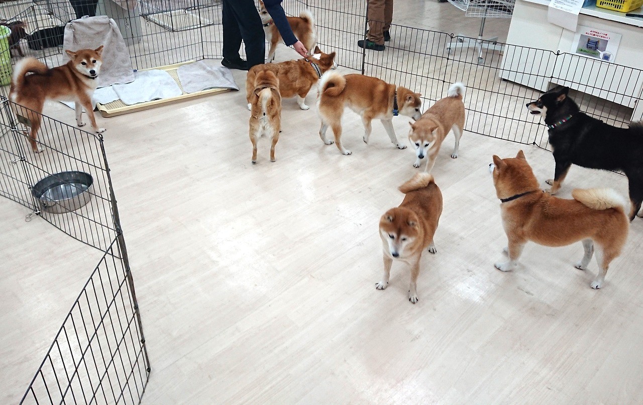 柴犬カフェ開店😊