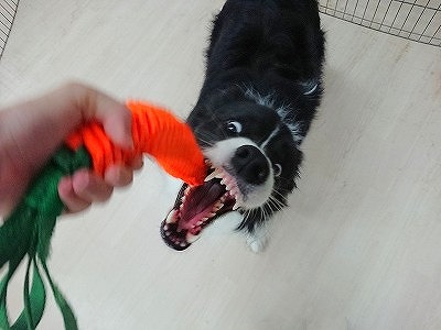 獲物だっ！！！