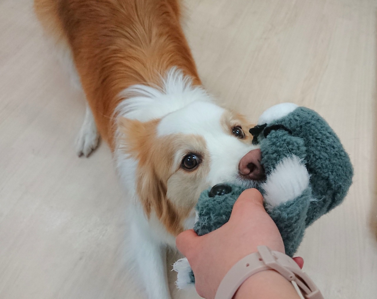 離してなるものか(ʘᴥʘ)