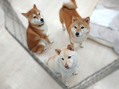 柴集会🐾