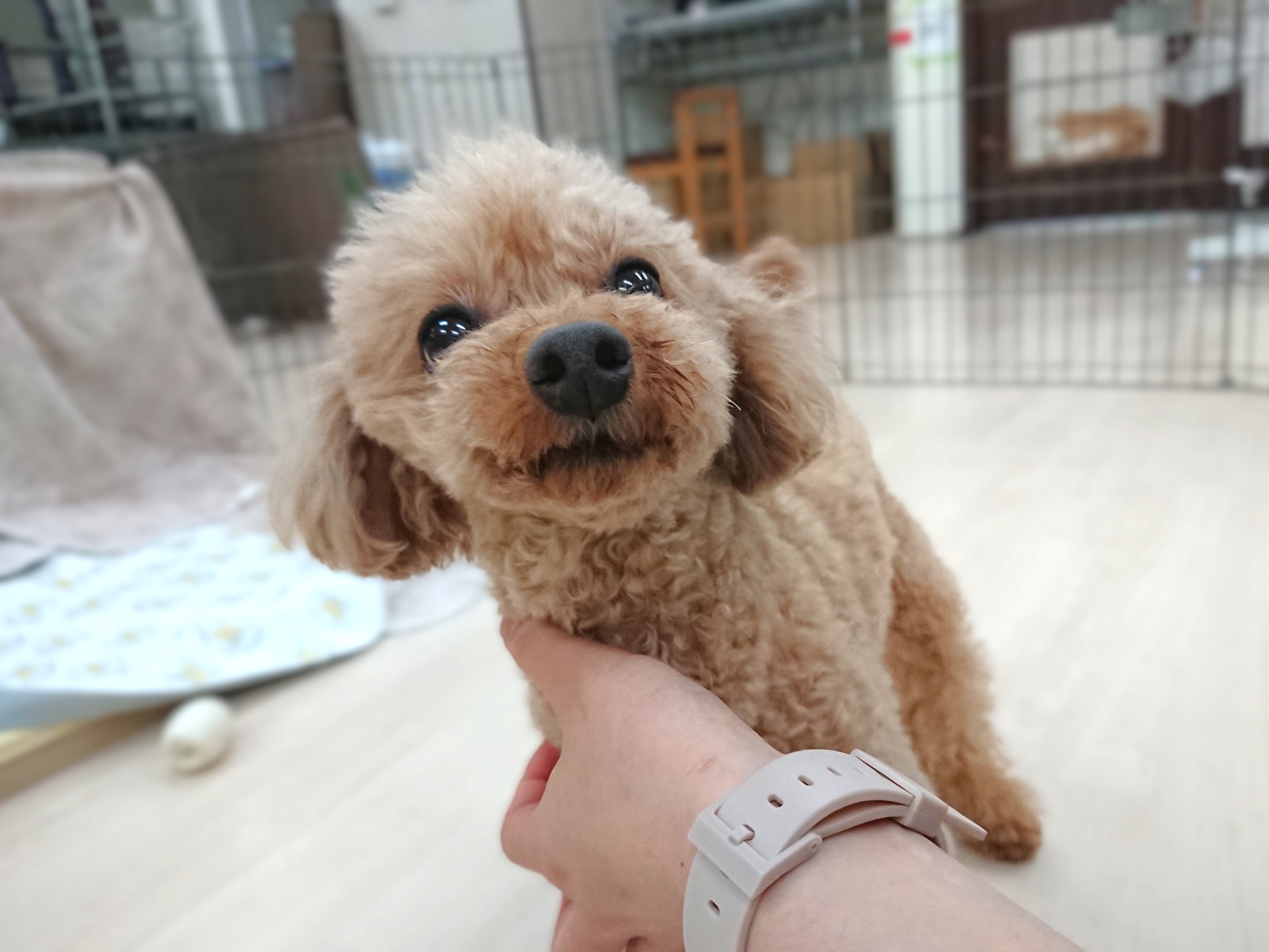 ドヤァ( ･´ｰ･｀)