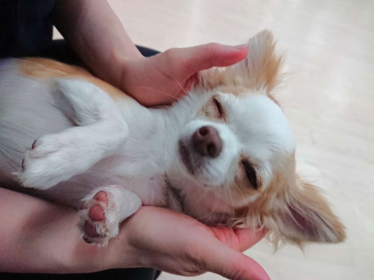 夢の世界へ🐶✨