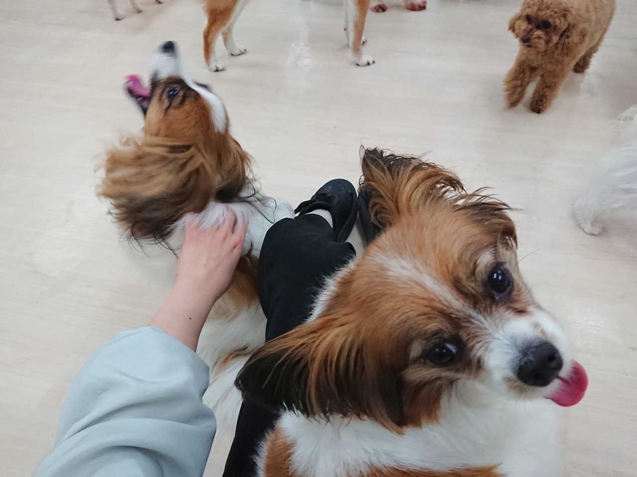 パピヨンず🐾