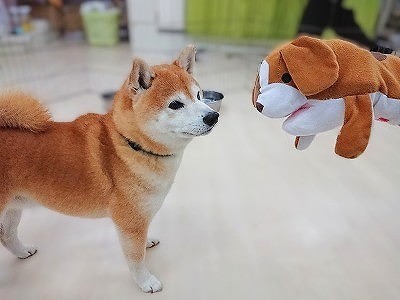 こんにちワン！！