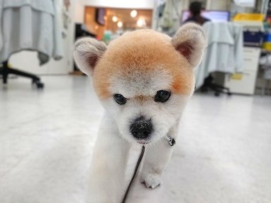 くまさんっ🐻