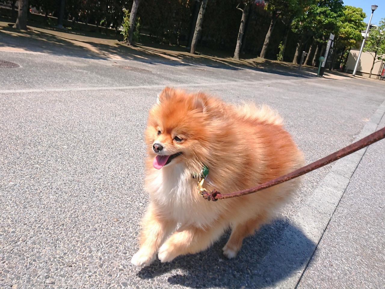 おっさんぽ🐾