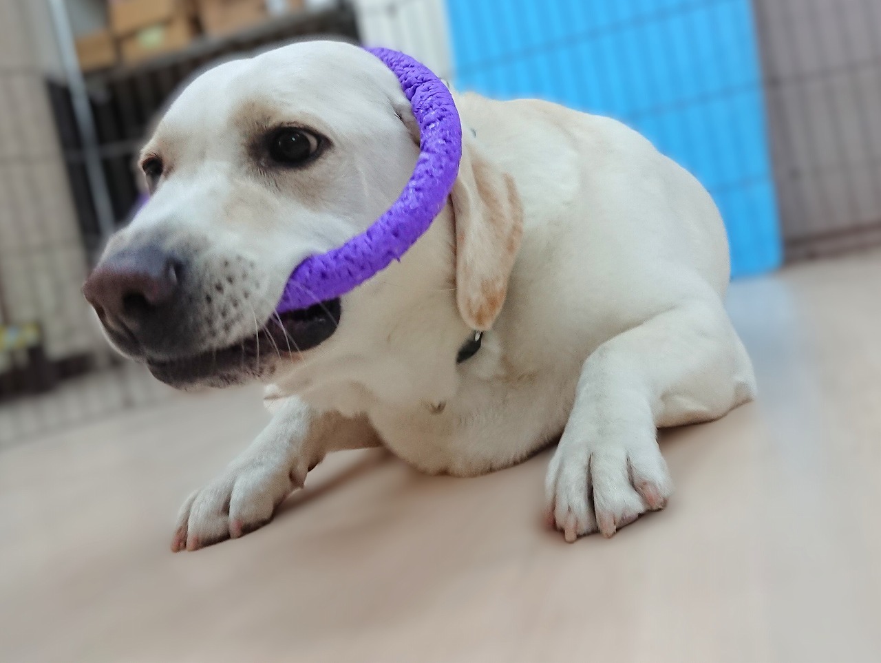 なにこれ🐶