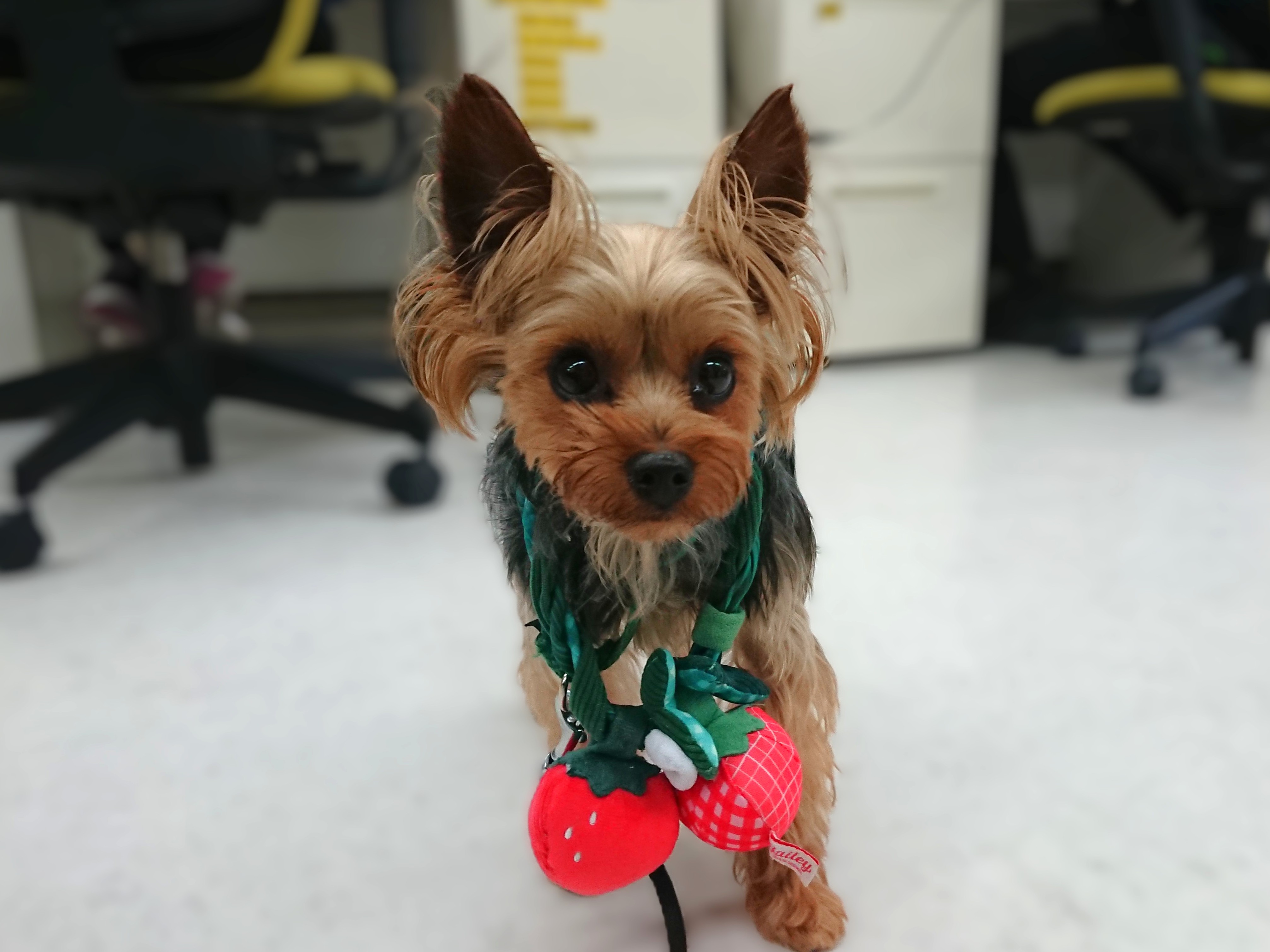 いちご狩り🍓