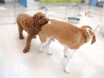 かぷっ
