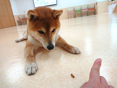 まてっ✋