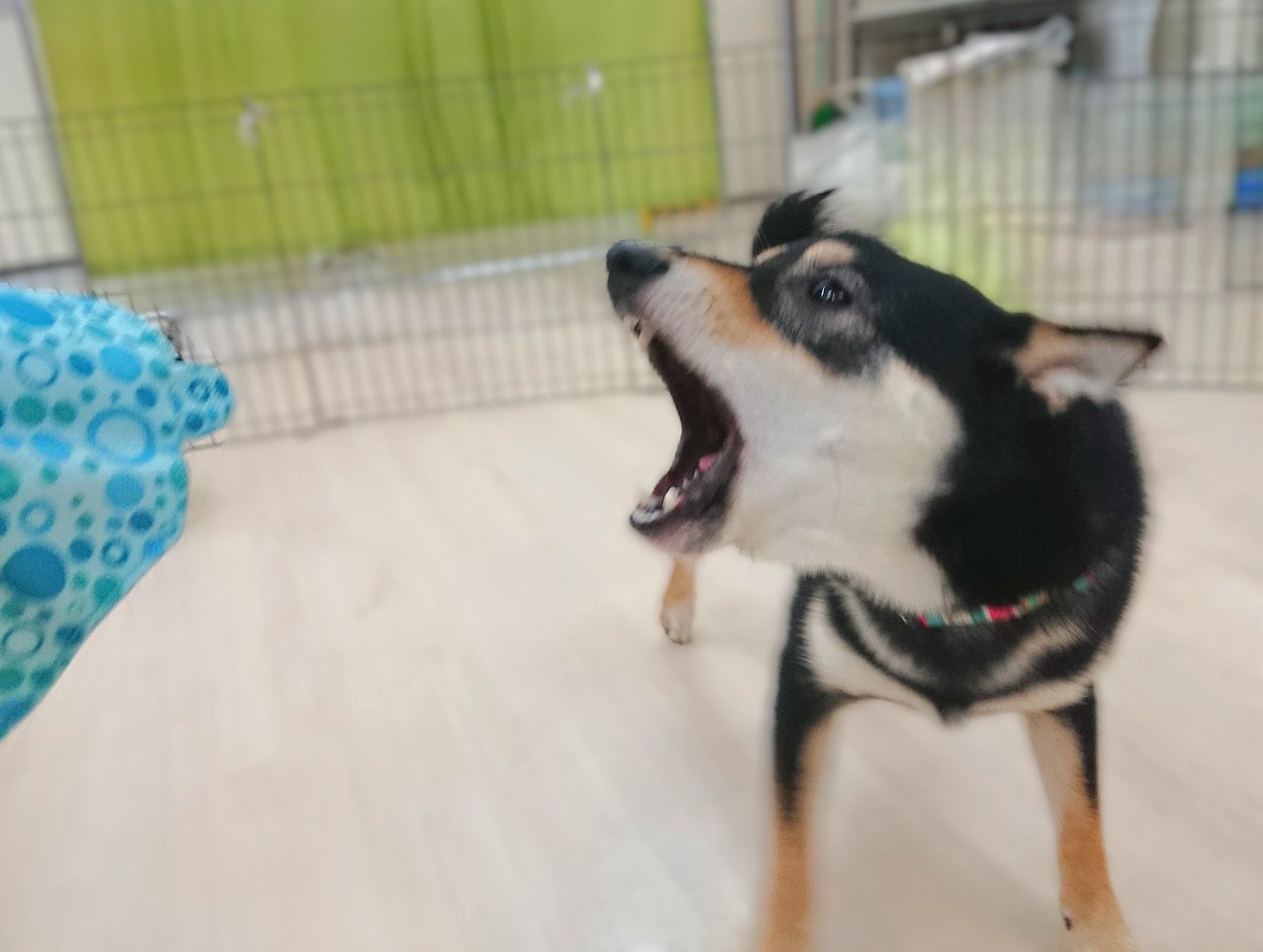 いつでもこーい╚(•⌂•)╝