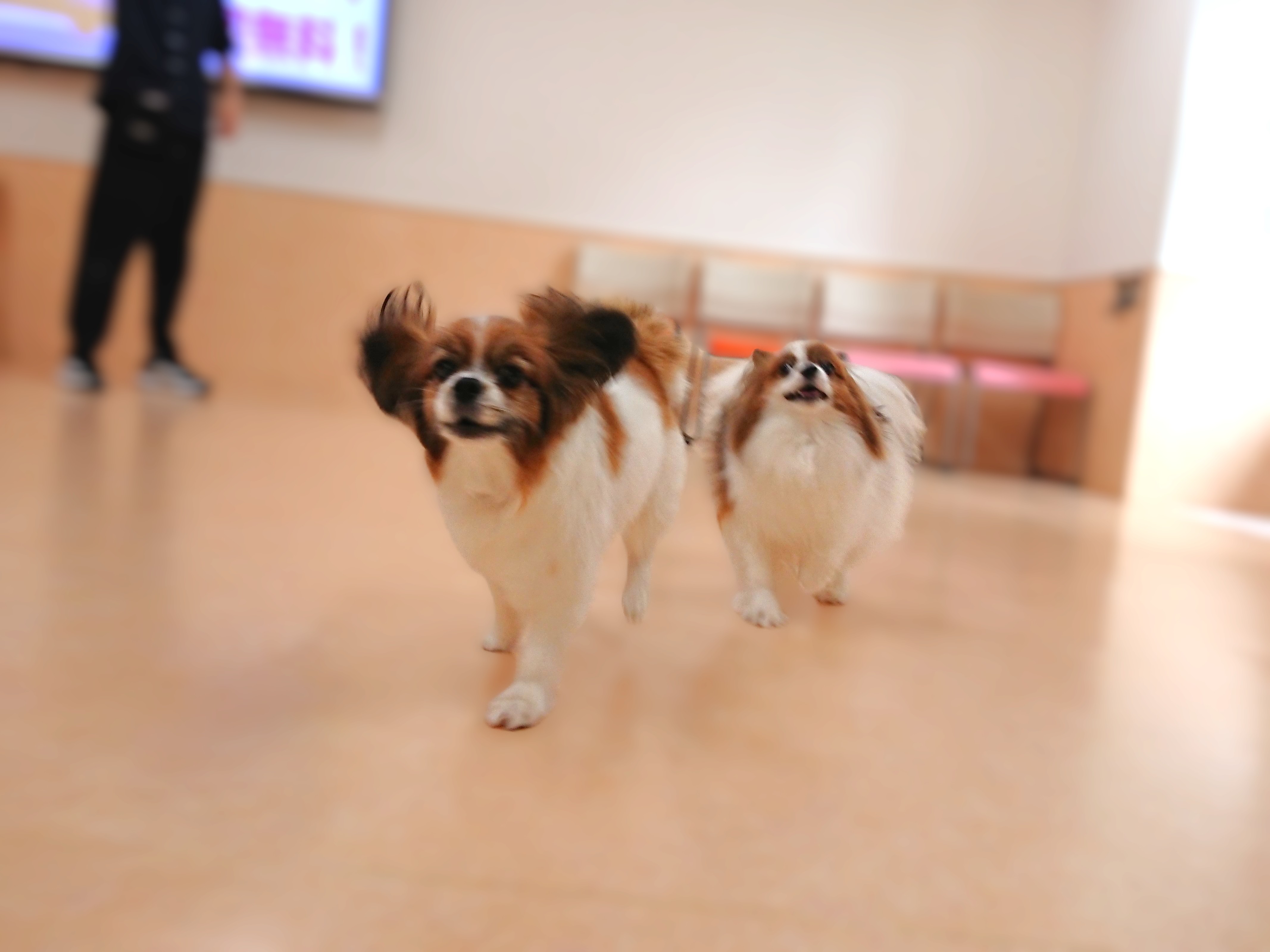 パピダッシュ🐶💨