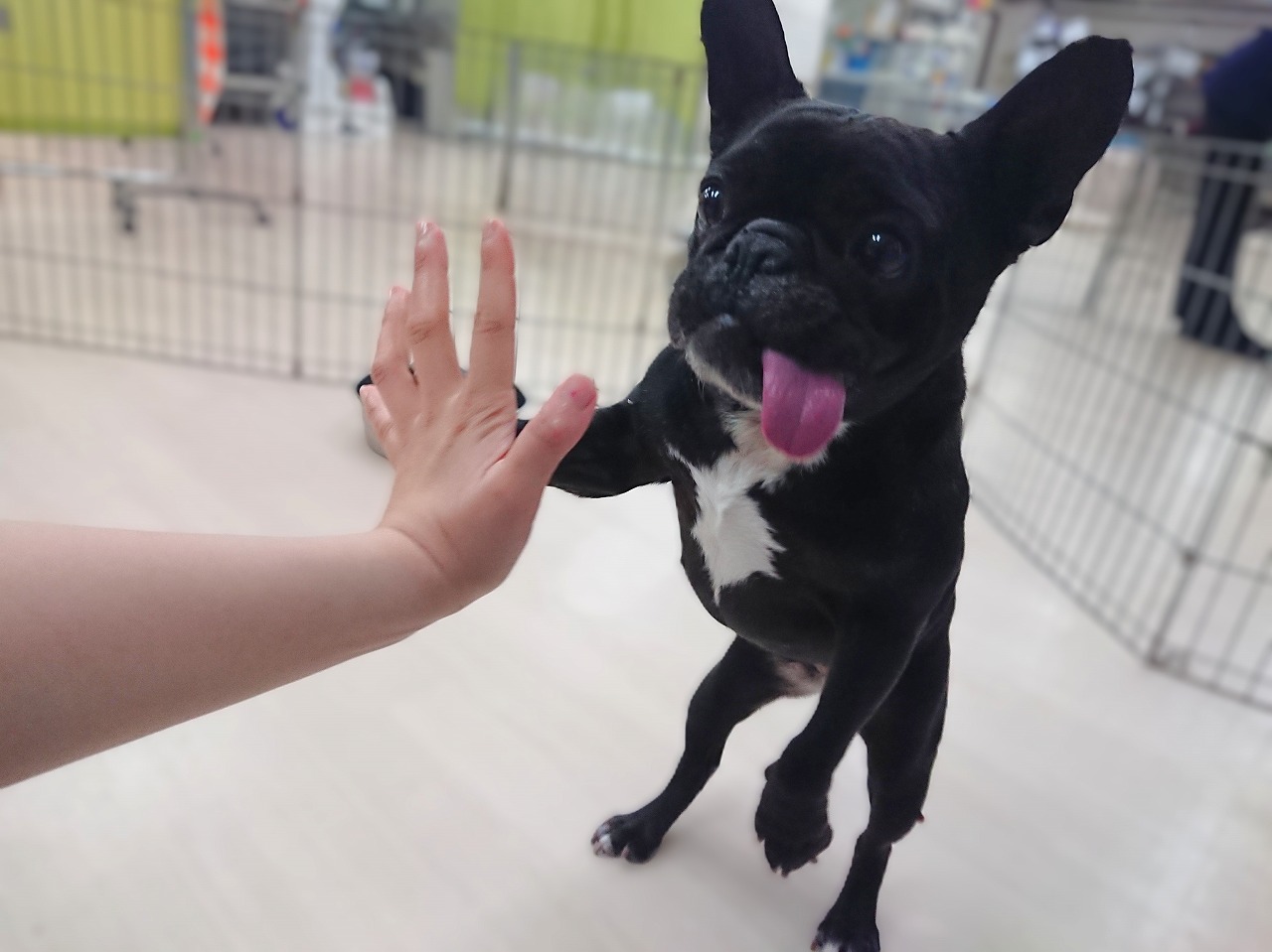 ハイタッチ✋