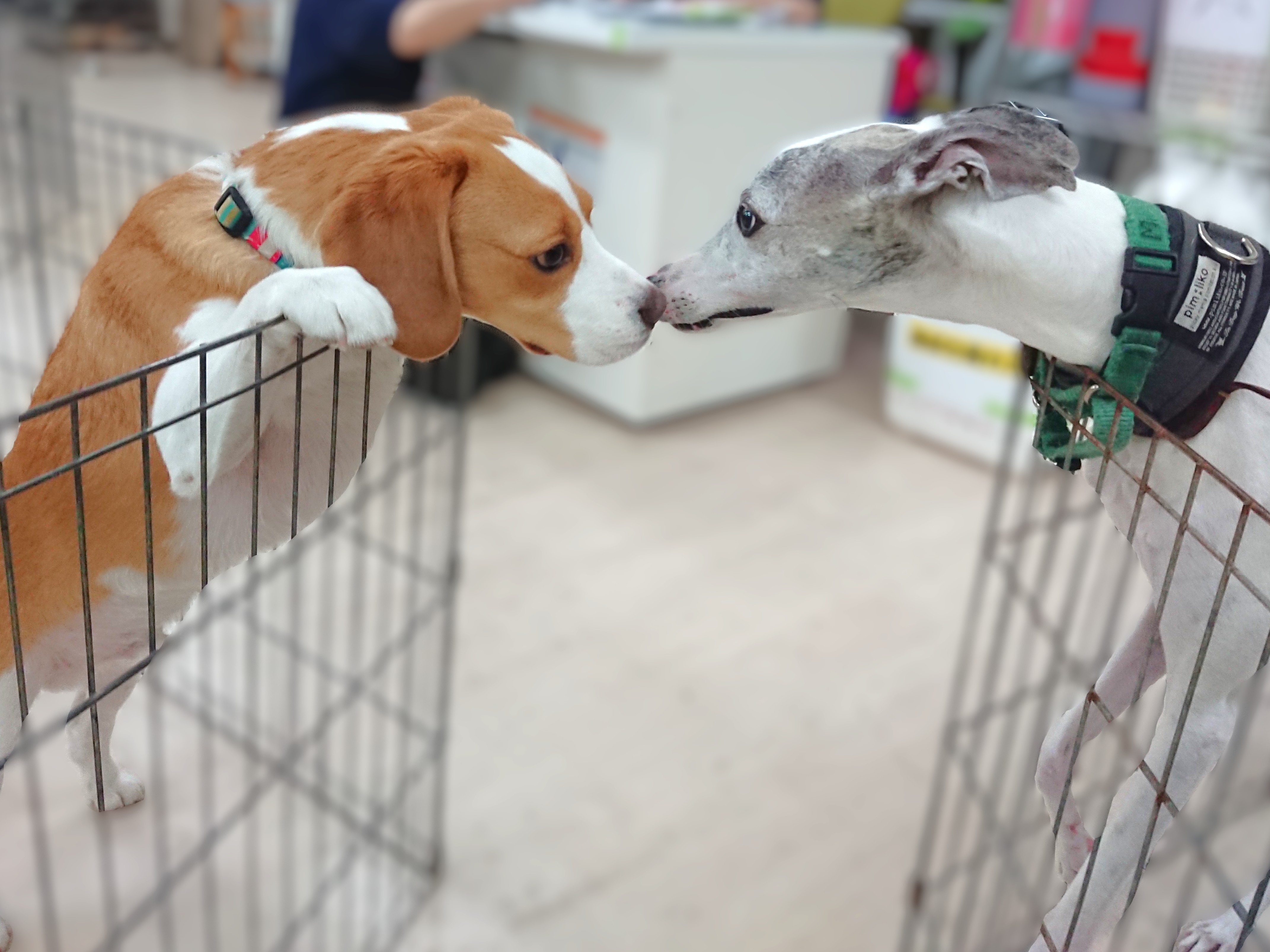 素敵な友情🐶✨