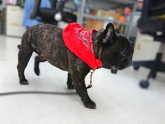 スーパーわん🐾