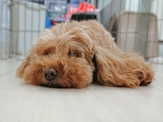 とろとろ～