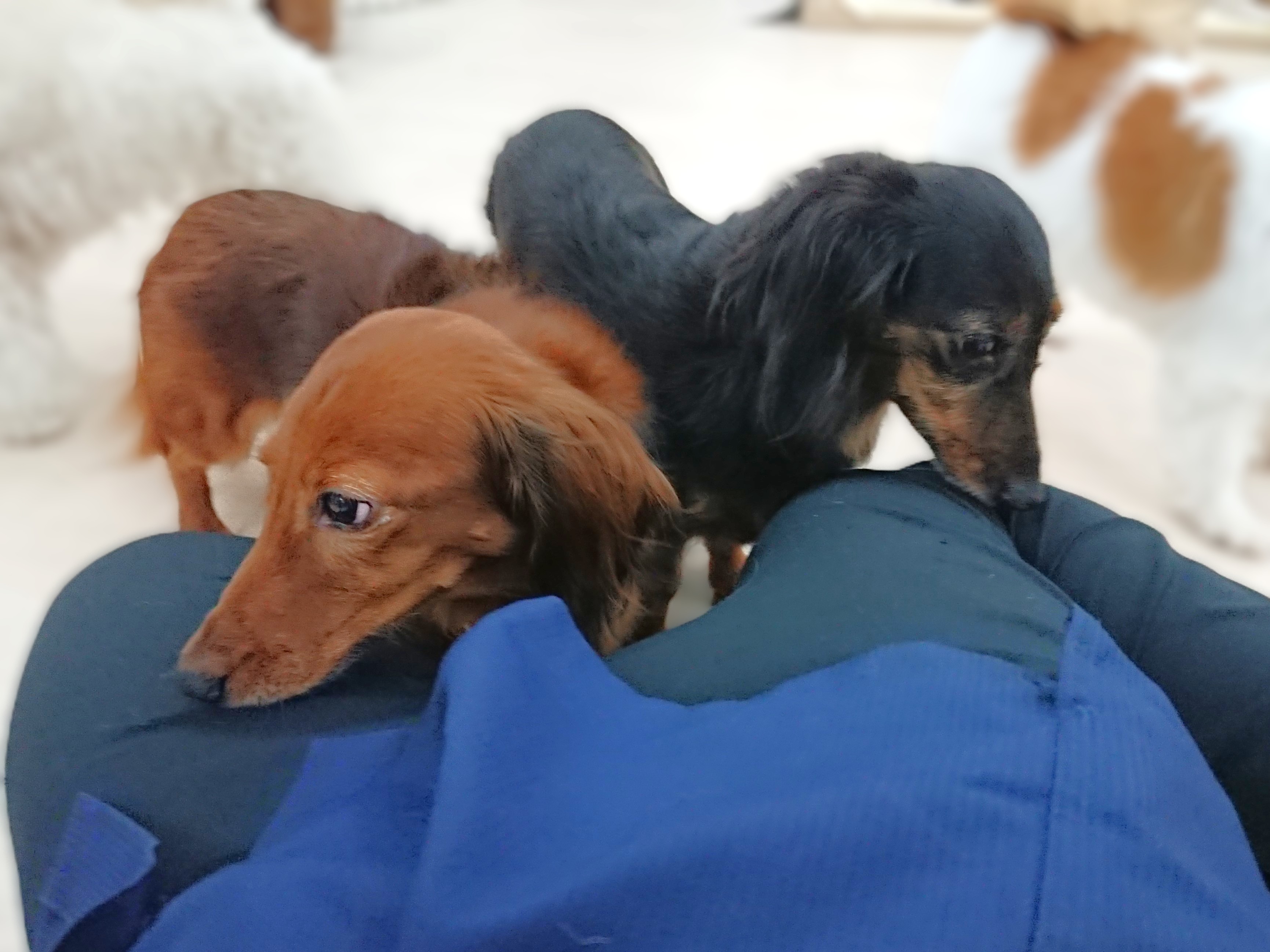 嗅ぎ足りない🐶
