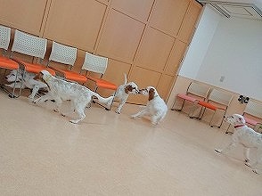 イングリッシュセッター！