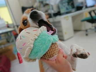 突撃！となりのチロルちゃん🐶