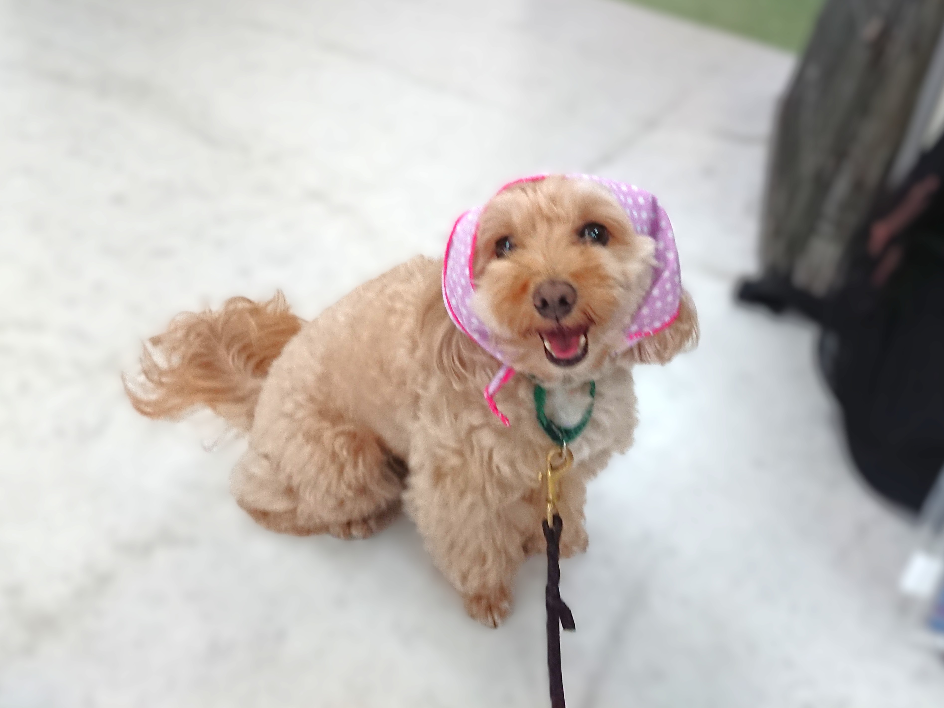 アイドル🐶🎀✨