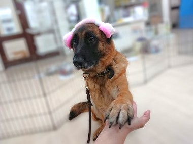 DJきなこちゃん💕🎧
