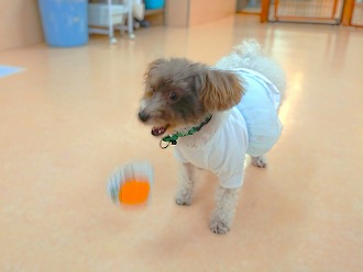 ぽかん🐶