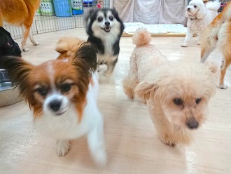 ワンダッシュ🐶💨💨