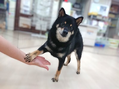 どやっ！