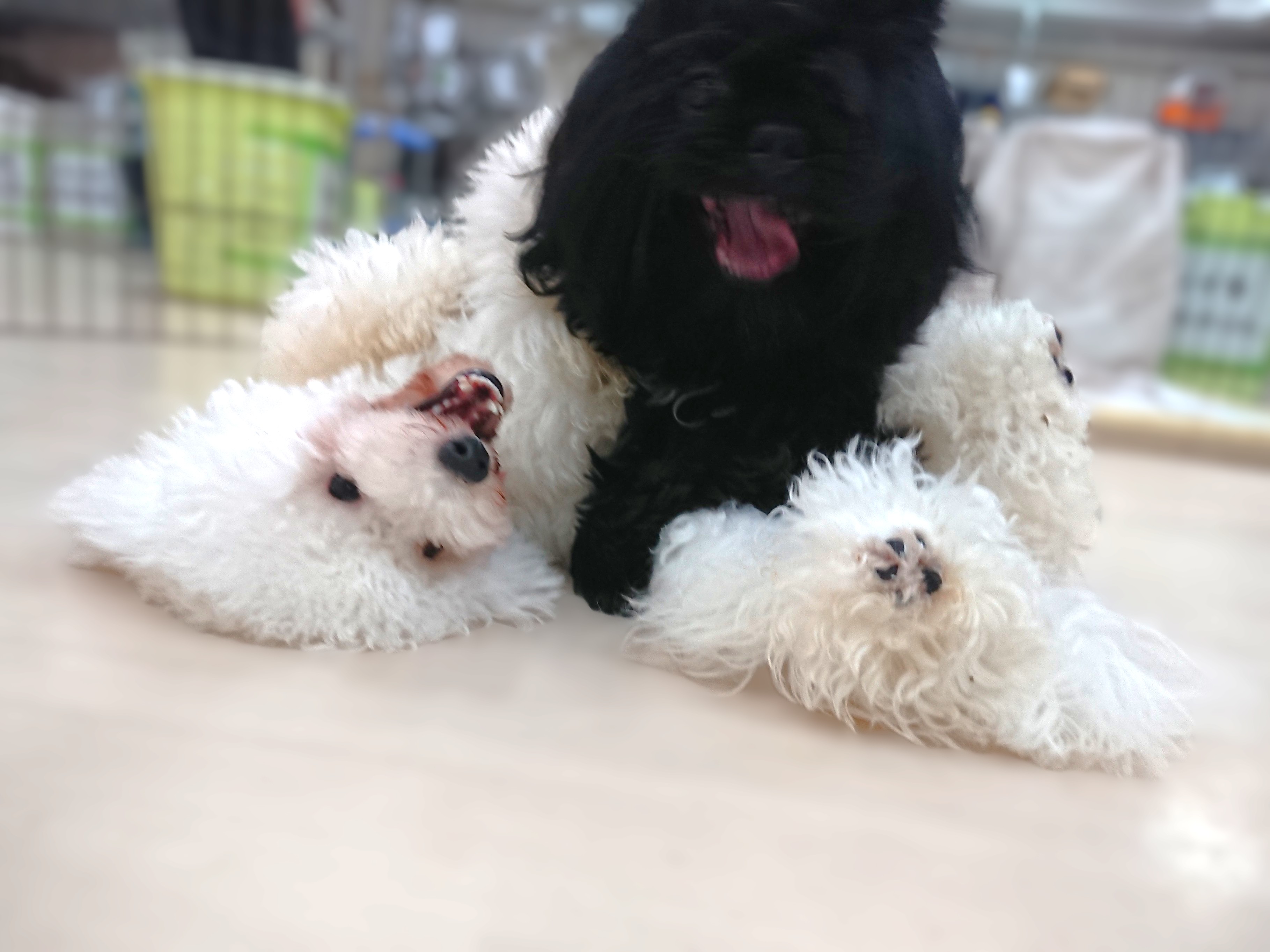 🐶プロ