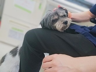 ひょこっ🐶