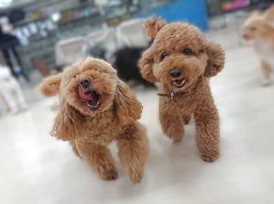 我らニコイチ！