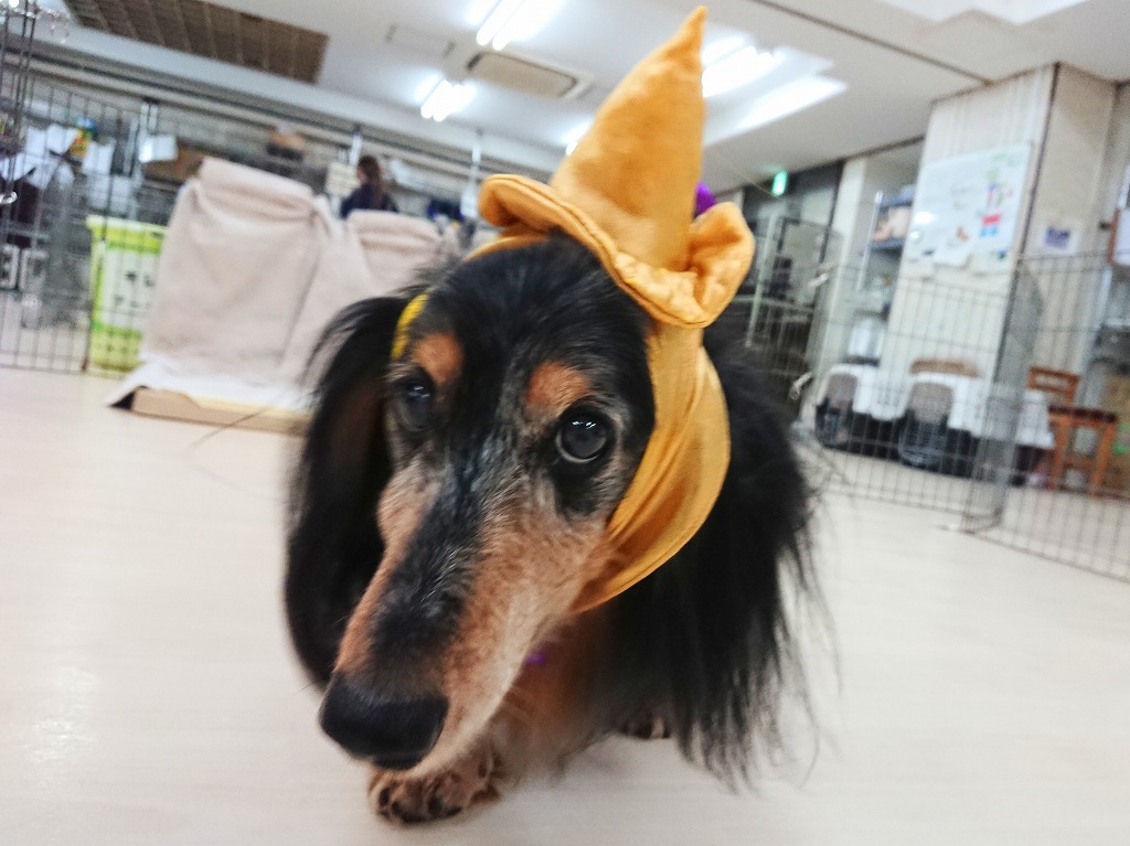 魔法使い🪄